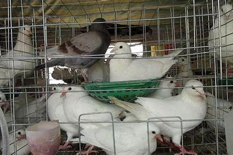 鸽子能旺风水吗