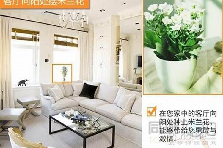 揭秘:6大方位鲜花摆放风水？