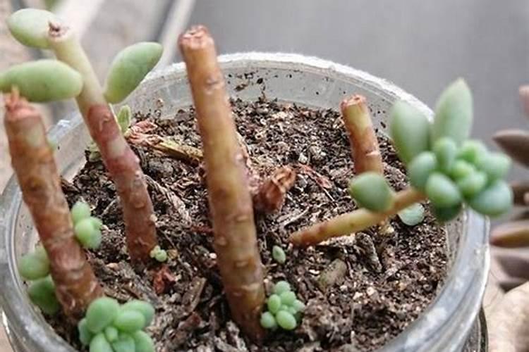 办公室多肉植物风水知识
