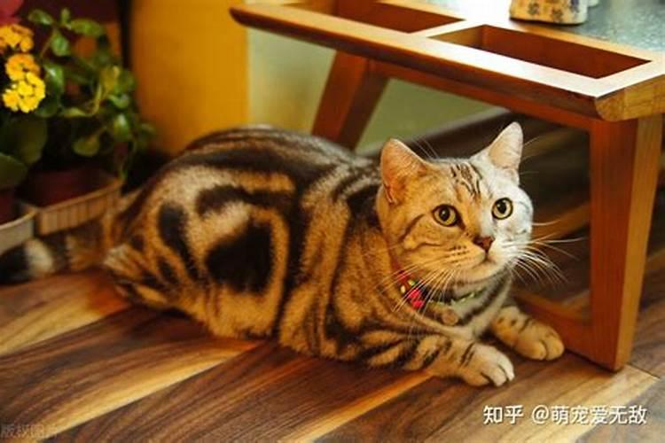 养猫聚财还是破财？