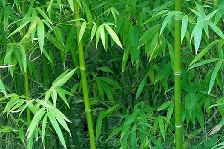院子种竹子风水好不好