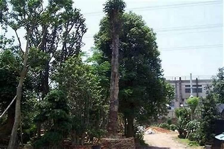 住宅门前栽什么树风水好又招财