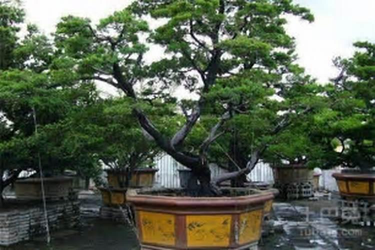 院子种什么盆栽最好最旺宅
