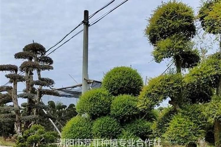 赤楠对家里风水好吗