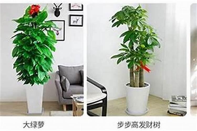 茶桌摆放风水正确图