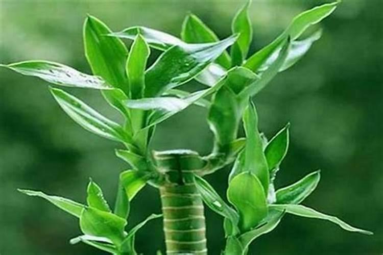 风水大师:院内种竹子好吗？