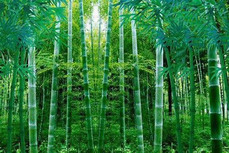 竹有什么风水讲究？可以挡灾化煞涨财运