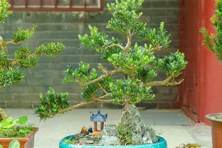 屋前种什么树最旺门前栽什么果树镇宅旺财