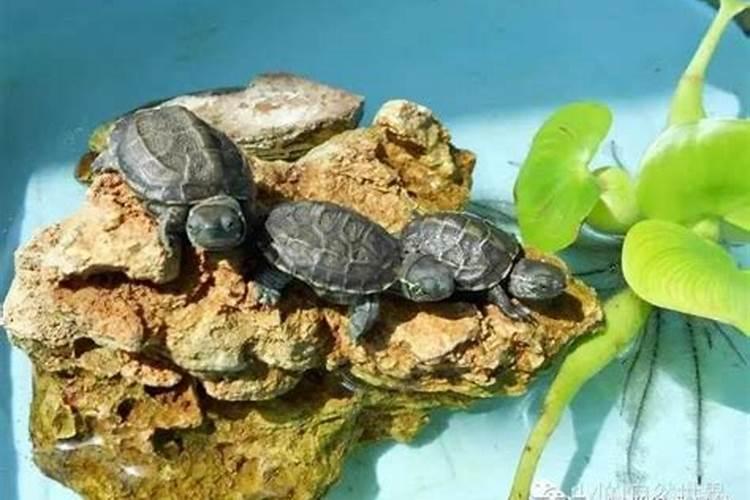 养什么龟最旺风水