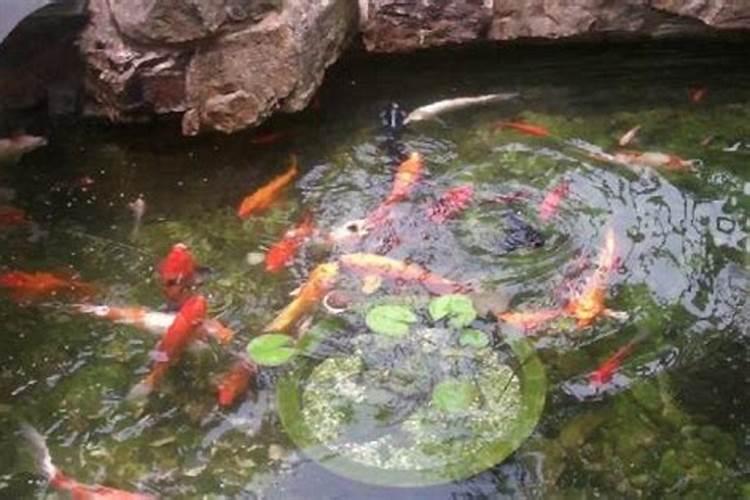 在客厅的楼顶你做个水池养鱼风水角度来看好不好