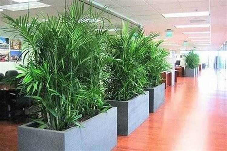 办公室盆栽摆放风水