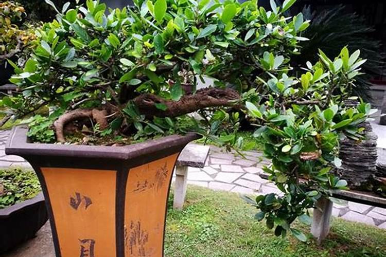 榕树盆景的风水作用是什么？怎么摆放呢？