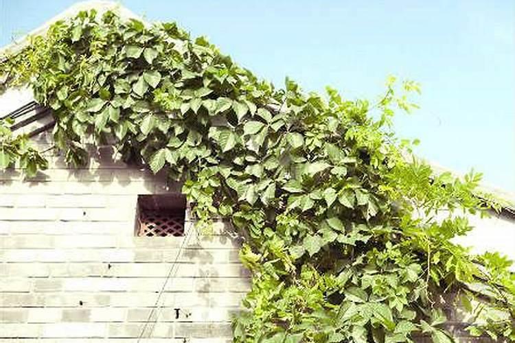 家居植物摆放风水宜忌