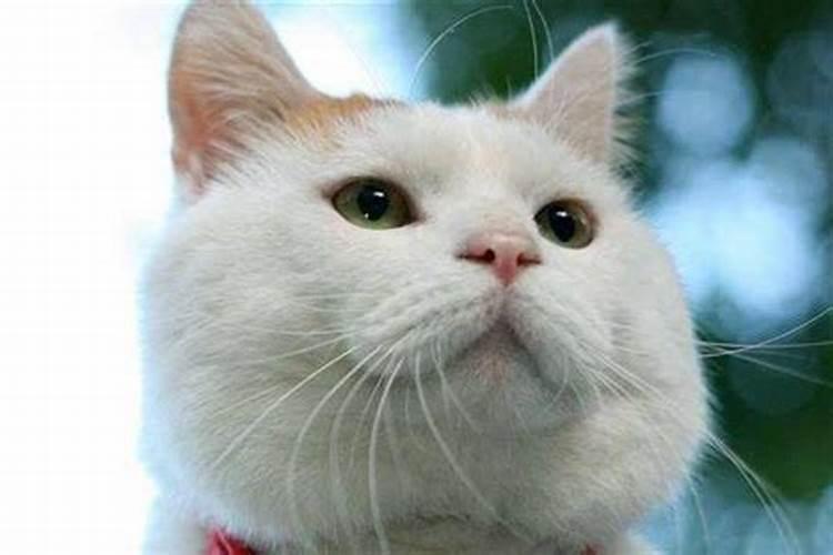 家里进猫代表什么预兆 家里进猫代表什么风水