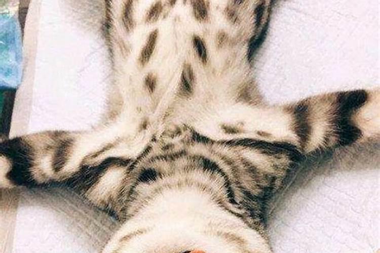 猫咪剪刀法什么原理