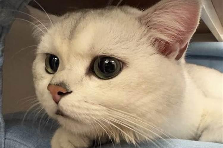 老人说猫不能捡为什么