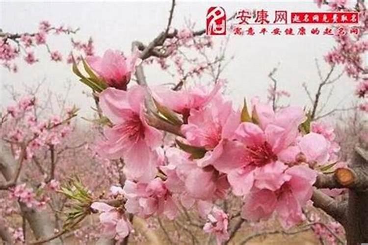桃花姻缘风水布局
