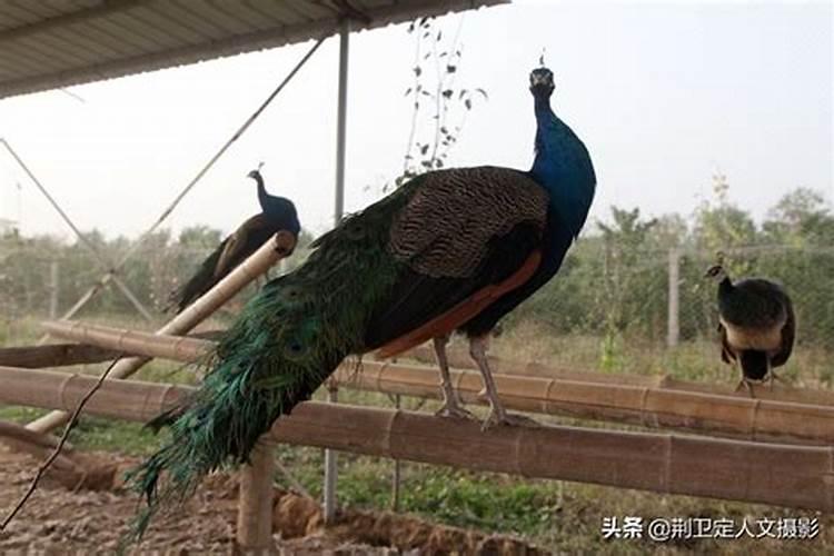 院子风水布局八个位置 哪八个位置是院子风水的关键？