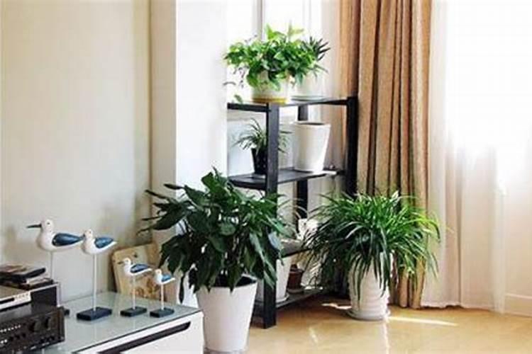 餐厅放什么绿植招财 餐厅放什么植物可以招财