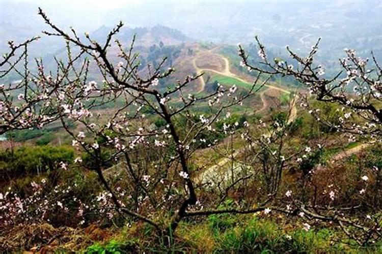 住宅大门种什么树为好,解释一下。