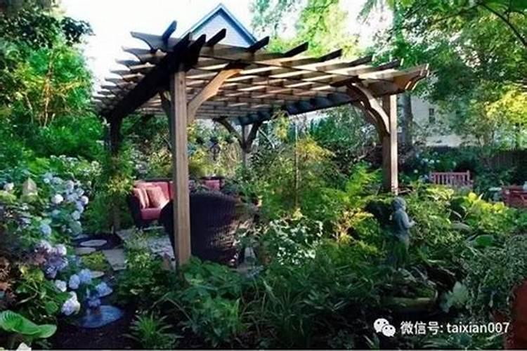 玉树放在哪里风水好