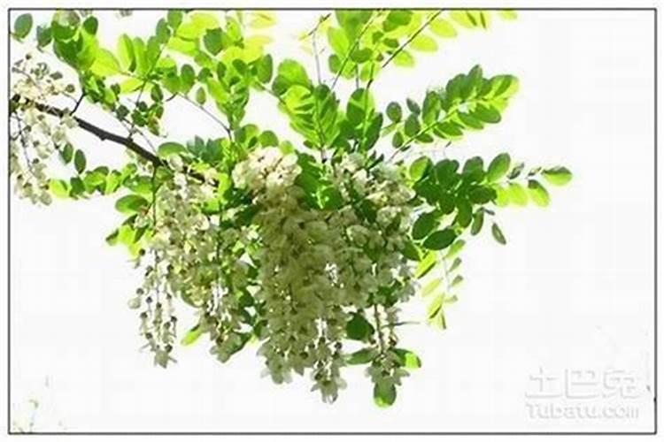 求风水大师问,坟上有很多洋槐树,好不好