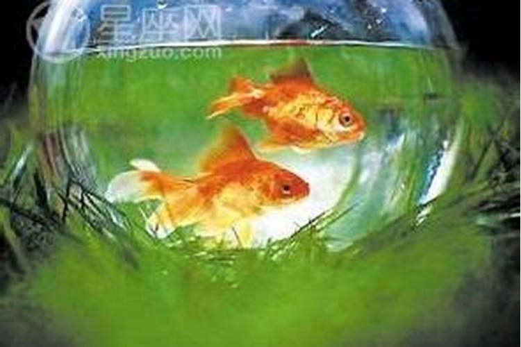 五行属土的生肖适合哪种“风水鱼”(组图)