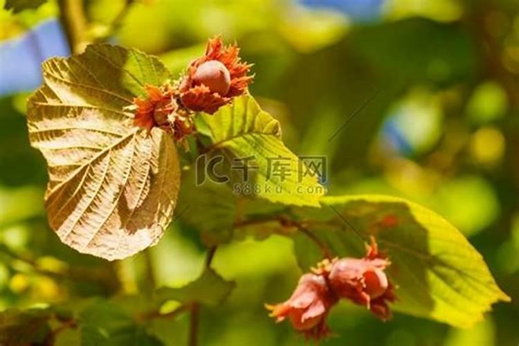 别墅院里种榛子树好吗