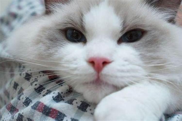 养布偶猫风水好吗 会带来什么运气