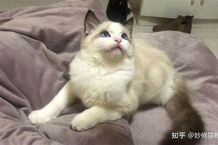 四大风水名猫是什么 有哪些寓意
