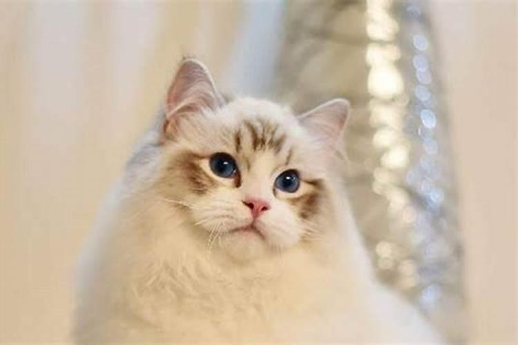 养布偶猫风水好吗