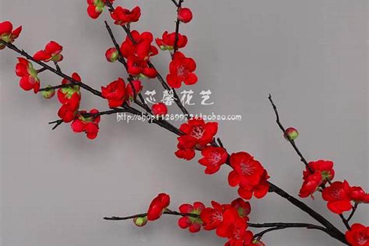 家里摆放红梅禁忌 家养红梅的寓意
