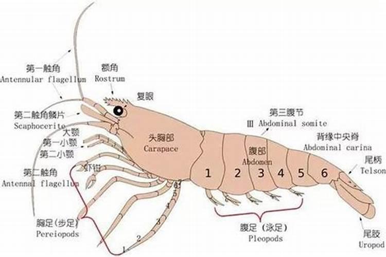 恳求潮州淡浮院的导游词,谢谢!