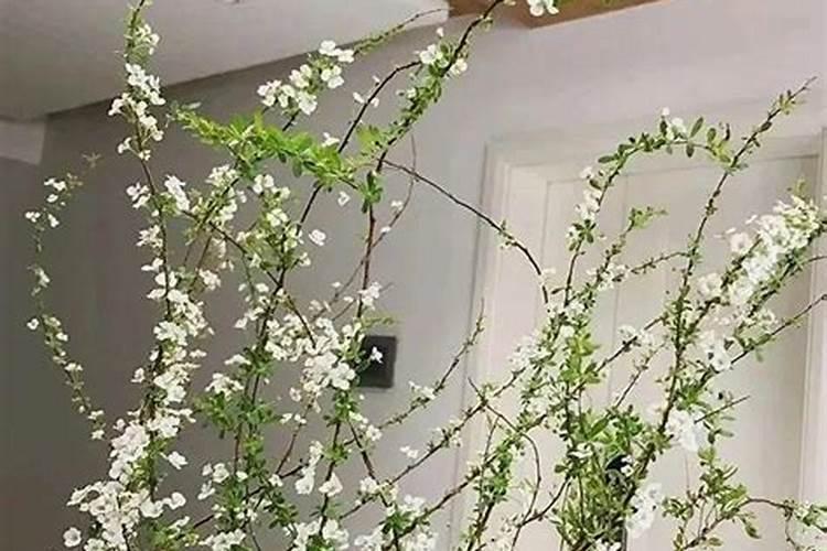 雪柳在风水和命理学中的作用