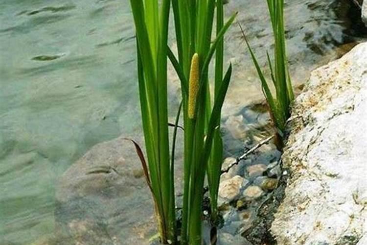 办公室养花五大吉祥风水植物
