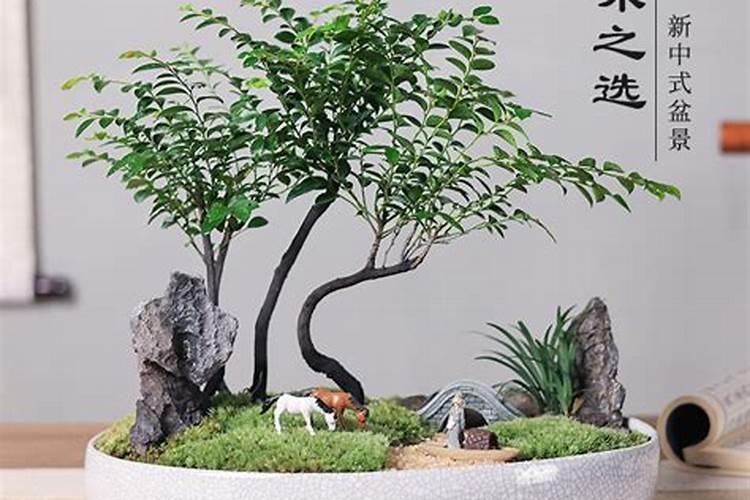在家里放鱼缸是否要看过风水