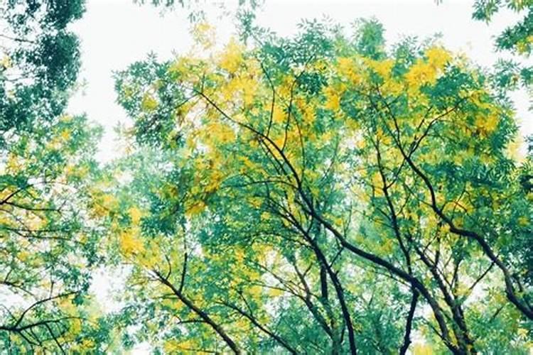 房屋上长树是什么意思是什么