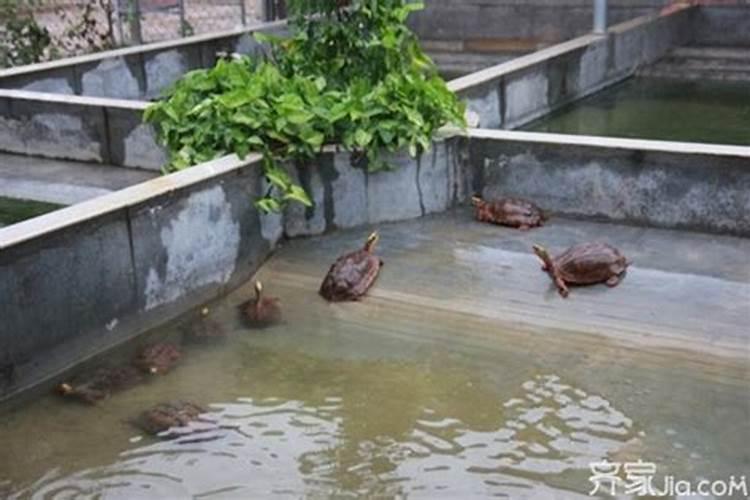 房顶上养乌龟运气好不,为什么有人说在家里养一只乌龟不好 有什么...
