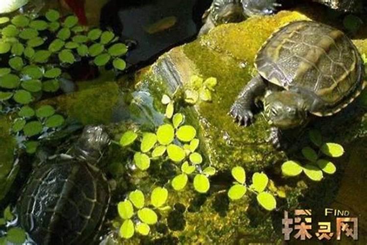命中存不住钱化解,风水招财聚财方法有哪些