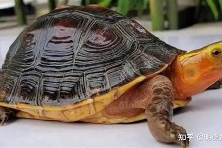请大师看阳宅风水调整一般都包多少红包
