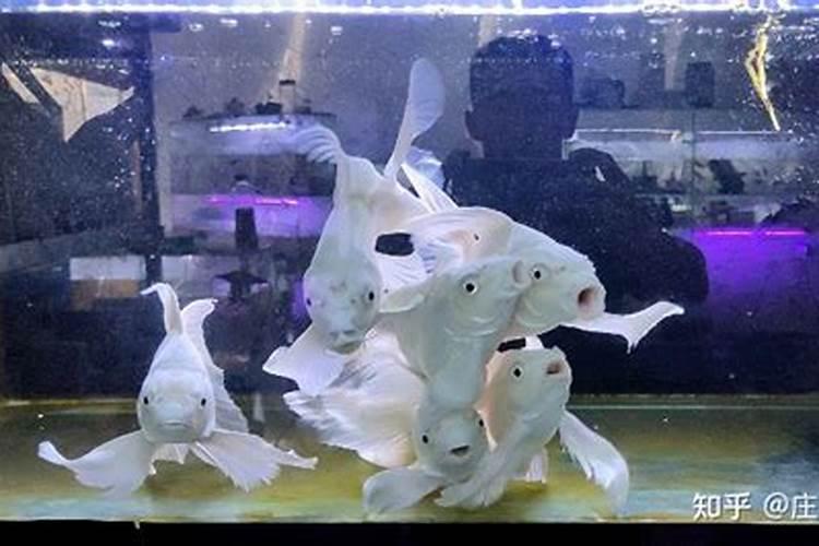 风水上鱼的数量与财运有关吗？