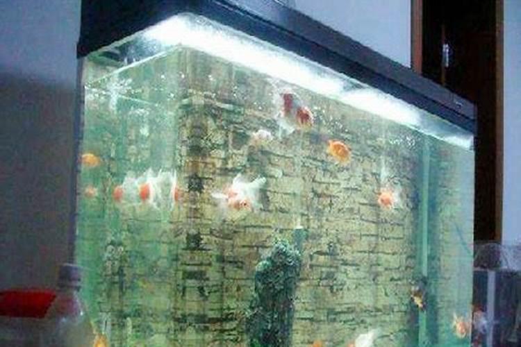 办公室里养几条金鱼风水会比较好