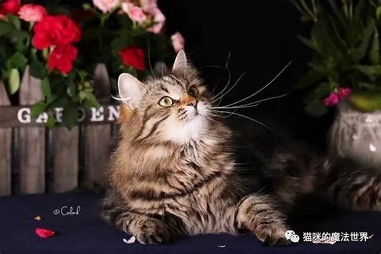 养猫会不会破坏风水？
