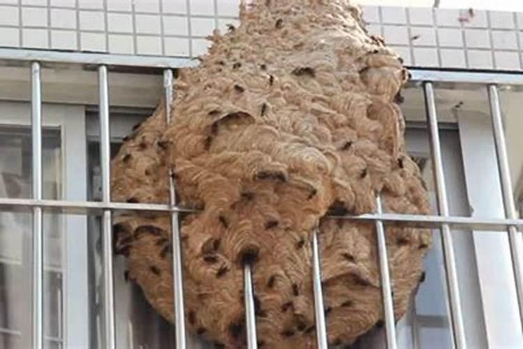 坟墓有蜜蜂窝是什么预兆？