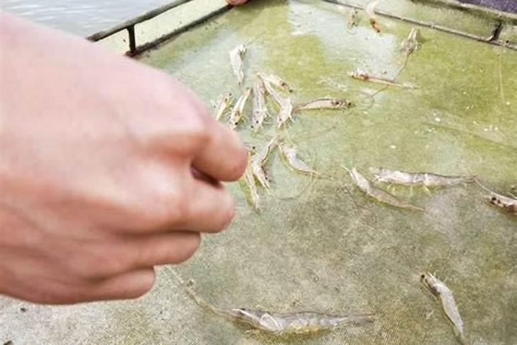池塘里的小马虾怎样养殖