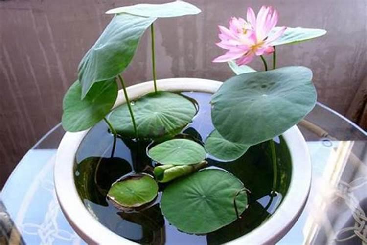 家里种碗莲风水好吗