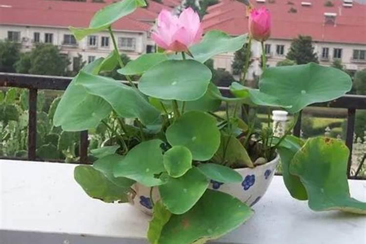 碗莲在风水中的禁忌有哪些？