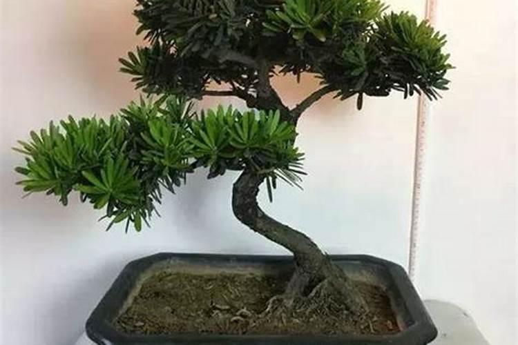 四大镇宅之树能镇阴宅吗 有何说法