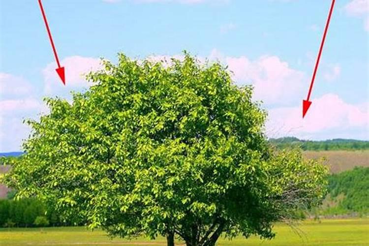 院子东南角种什么树风水好？