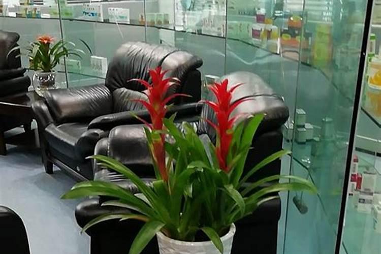办公室摆放什么植物会旺风水